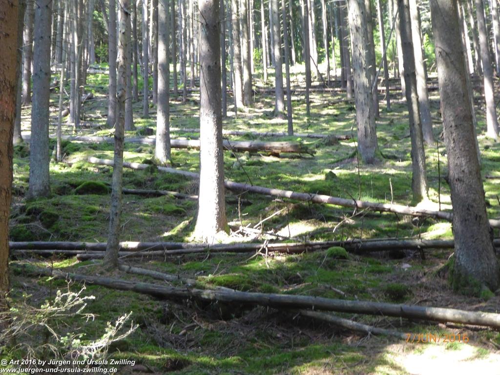 Philosophische Bildwanderung Drachenweg Fafnir - Zwischen Marbach-Stausee und Unter-Mossau - Odenwald