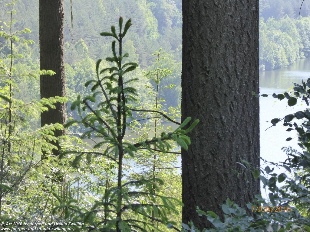 Philosophische Bildwanderung Drachenweg Fafnir - Zwischen Marbach-Stausee und Unter-Mossau - Odenwald
