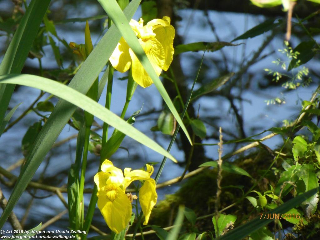 Philosophische Bildwanderung Drachenweg Fafnir - Zwischen Marbach-Stausee und Unter-Mossau - Odenwald