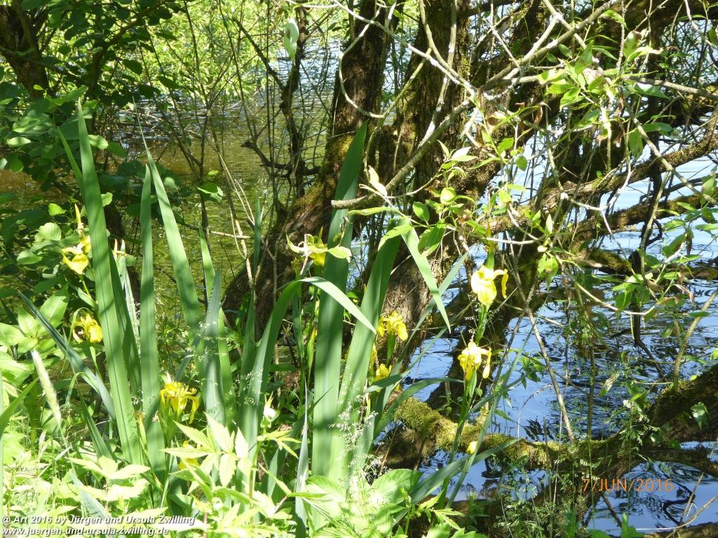 Philosophische Bildwanderung Drachenweg Fafnir - Zwischen Marbach-Stausee und Unter-Mossau - Odenwald