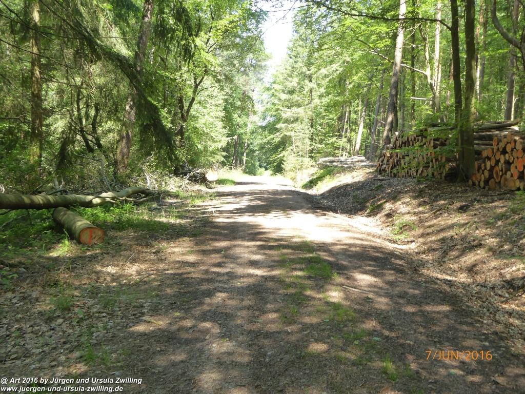 Philosophische Bildwanderung Drachenweg Fafnir - Zwischen Marbach-Stausee und Unter-Mossau - Odenwald