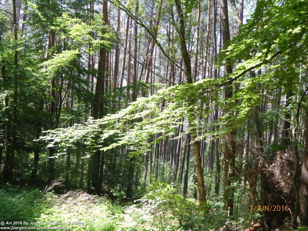 Philosophische Bildwanderung Drachenweg Fafnir - Zwischen Marbach-Stausee und Unter-Mossau - Odenwald