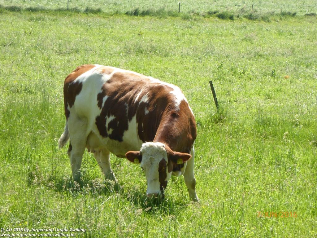 Philosophische Bildwanderung Drachenweg Fafnir - Zwischen Marbach-Stausee und Unter-Mossau - Odenwald