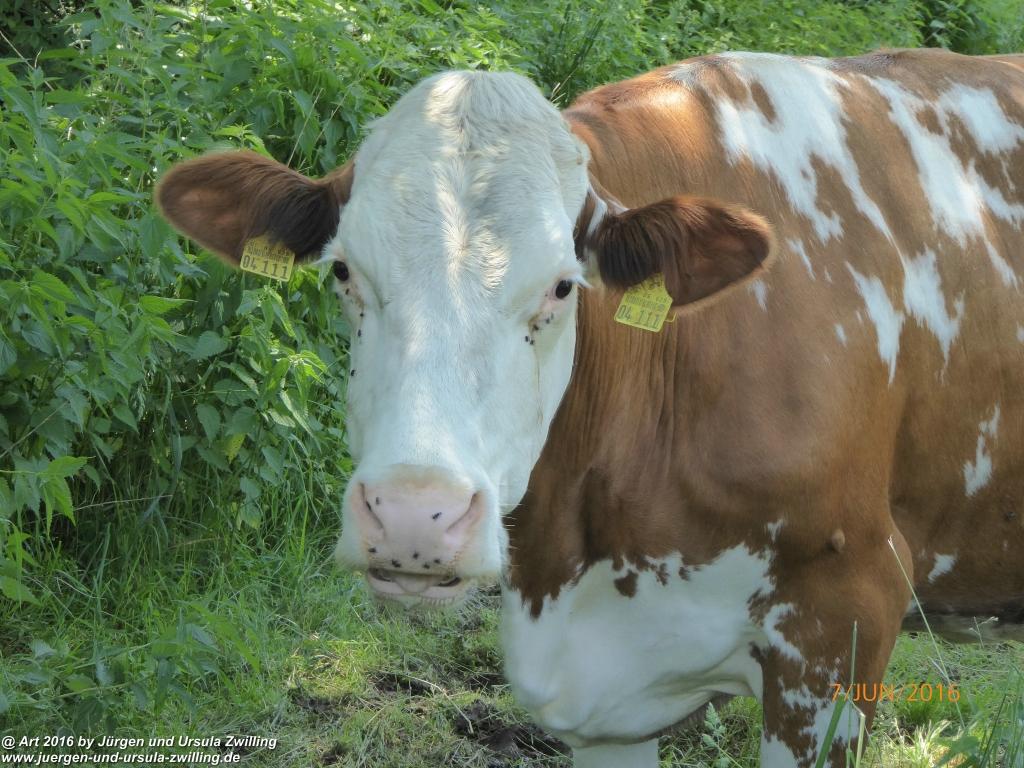 Philosophische Bildwanderung Drachenweg Fafnir - Zwischen Marbach-Stausee und Unter-Mossau - Odenwald