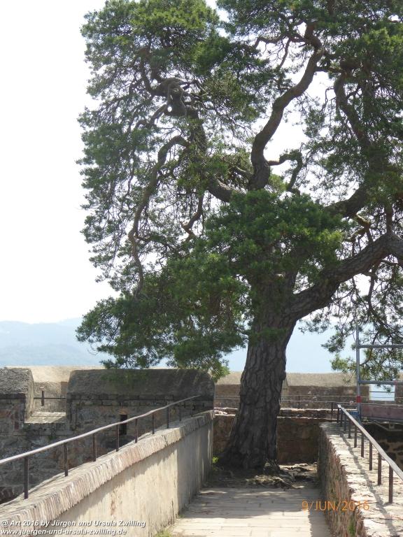 Philosophische Bildwanderung Zwingenberg - Auerbacher Schloss - Melibokus - Ruine Alsbacher Schloss - Zwingenberg - Odenwald