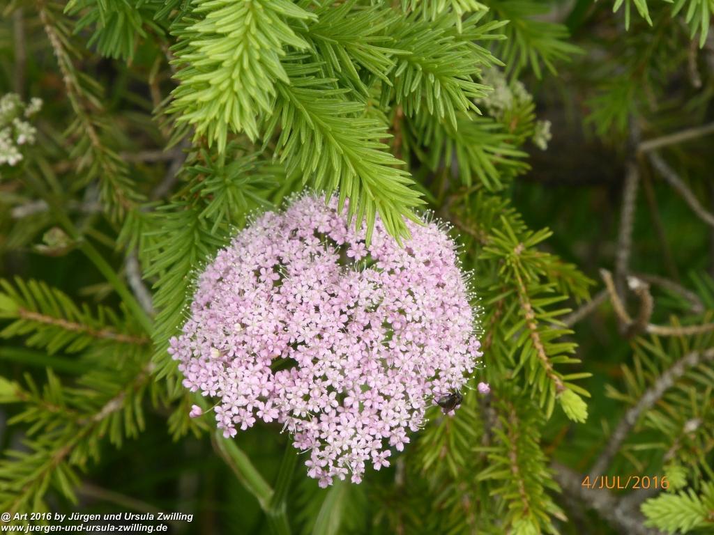 Gipfeltraumtour von Neuhaus auf die Brecherspitze und Josefsthaler Wasserfälle - Schliersee - Tegernsee