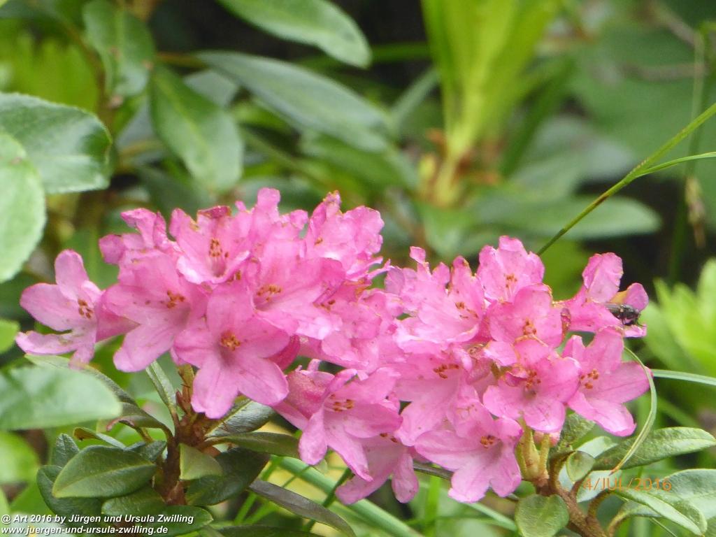 Gipfeltraumtour von Neuhaus auf die Brecherspitze und Josefsthaler Wasserfälle - Schliersee - Tegernsee