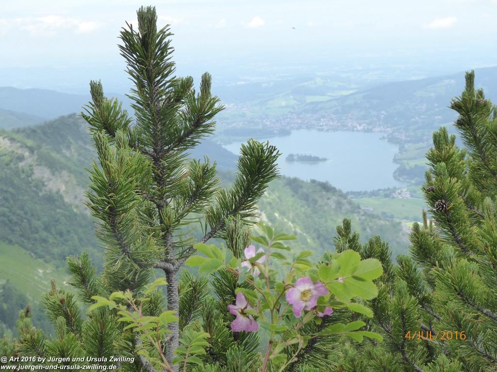 Gipfeltraumtour von Neuhaus auf die Brecherspitze und Josefsthaler Wasserfälle - Schliersee - Tegernsee