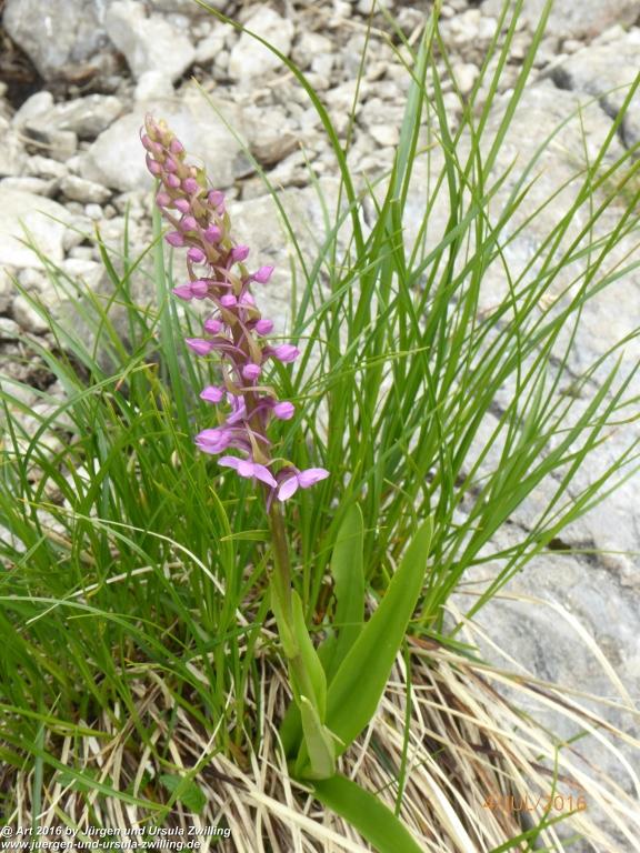 Gipfeltraumtour von Neuhaus auf die Brecherspitze und Josefsthaler Wasserfälle - Schliersee - Tegernsee