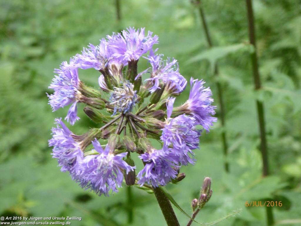 Philosophische Bildwanderung Genusstraumtour-ueber-die-Huberspitz-zur-Gindelalm - Tegernsee -Schliersee