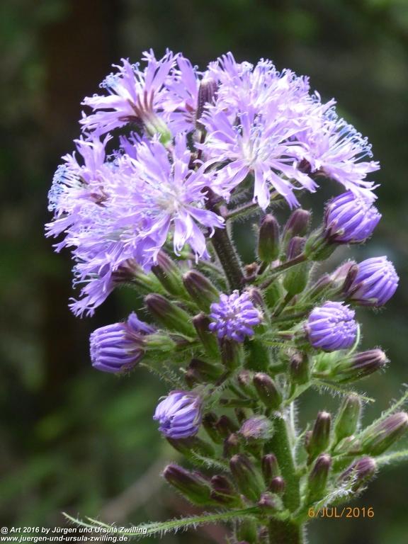 Philosophische Bildwanderung Genusstraumtour-ueber-die-Huberspitz-zur-Gindelalm - Tegernsee -Schliersee