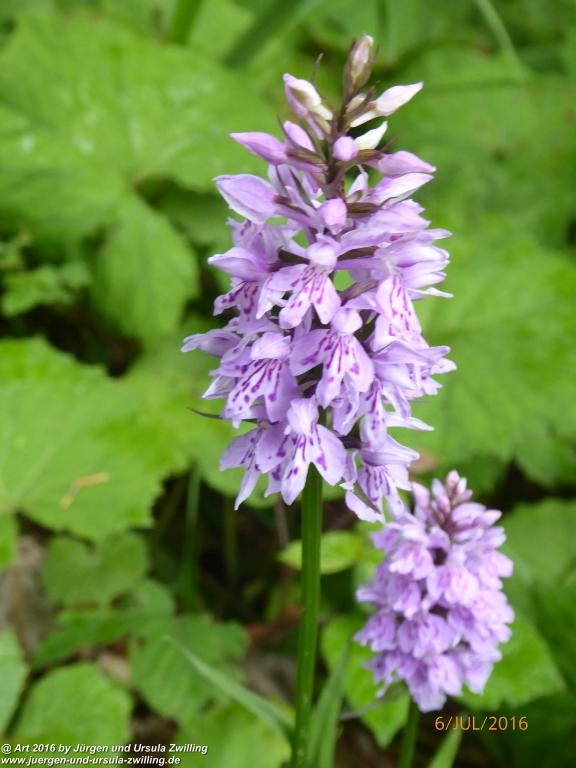 Philosophische Bildwanderung Genusstraumtour-ueber-die-Huberspitz-zur-Gindelalm - Tegernsee -Schliersee