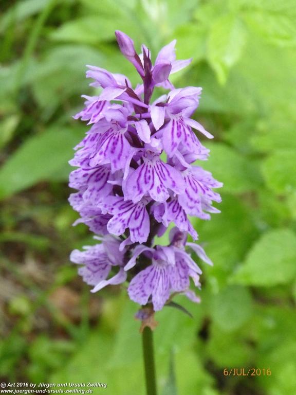 Philosophische Bildwanderung Genusstraumtour-ueber-die-Huberspitz-zur-Gindelalm - Tegernsee -Schliersee