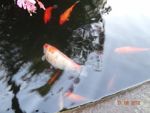 Wandertour von Zell-hinauf-zum-Brandenkopf