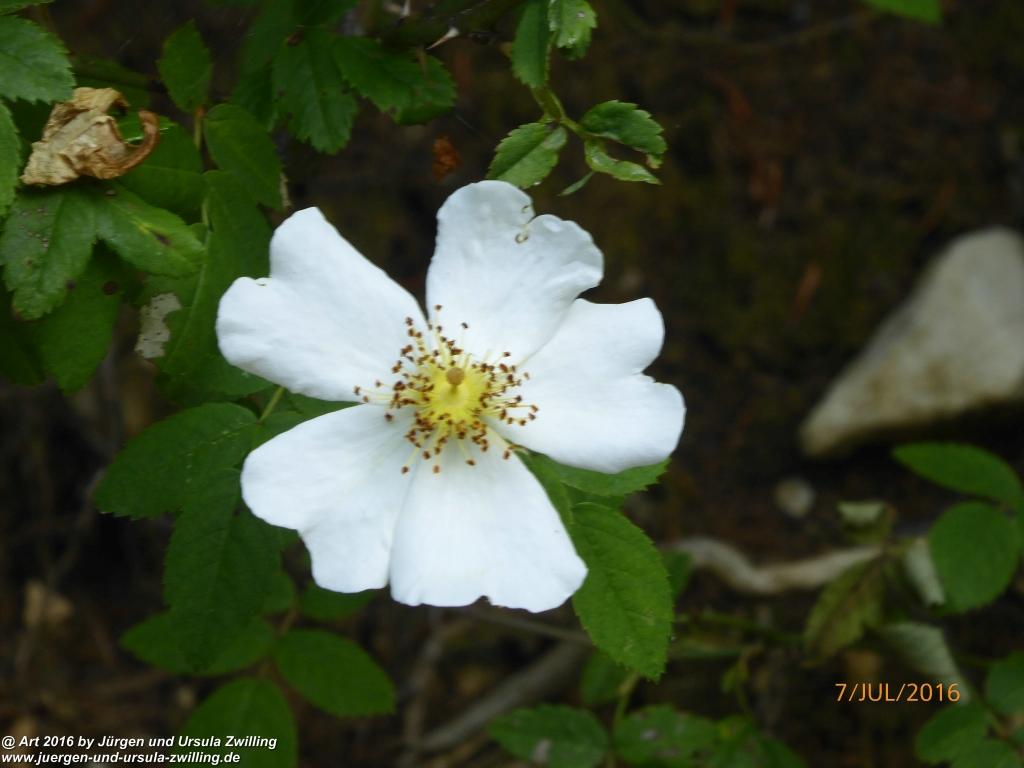 Philosophische Bildwanderung Gipfeltraumtour von Fischbachau auf den Wendelstein - Schliersee -Tegernsee