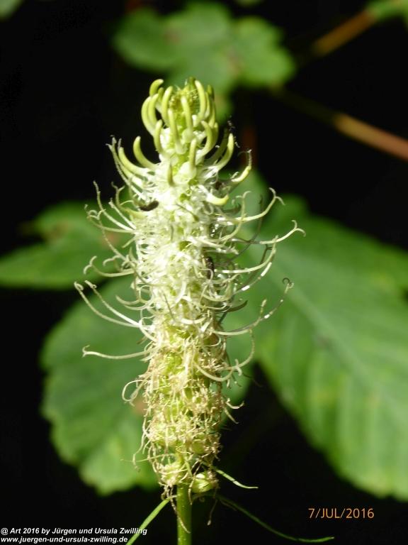 Philosophische Bildwanderung Gipfeltraumtour von Fischbachau auf den Wendelstein - Schliersee -Tegernsee