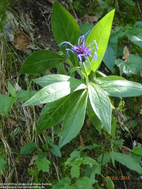 Philosophische Bildwanderung Gipfeltraumtour von Fischbachau auf den Wendelstein - Schliersee -Tegernsee