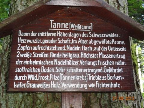 Wandertour von Zell-hinauf-zum-Brandenkopf