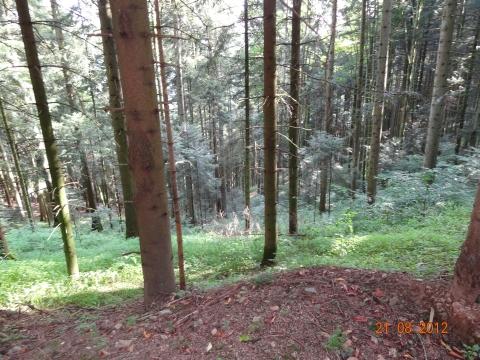 Wandertour von Zell-hinauf-zum-Brandenkopf