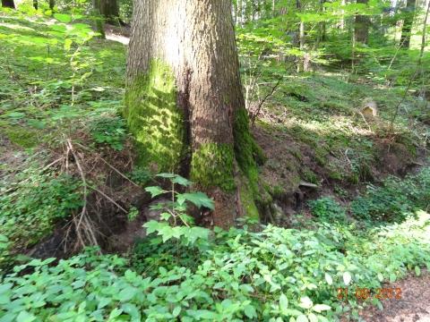 Wandertour von Zell-hinauf-zum-Brandenkopf