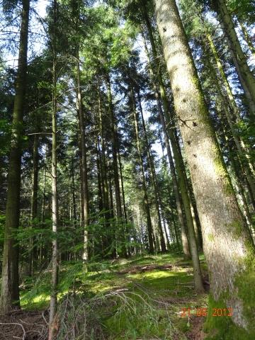 Wandertour von Zell-hinauf-zum-Brandenkopf