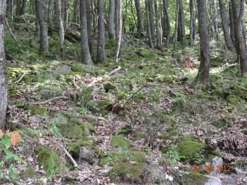 Wandertour von Zell-hinauf-zum-Brandenkopf