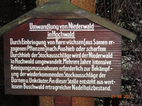 Wandertour von Zell-hinauf-zum-Brandenkopf