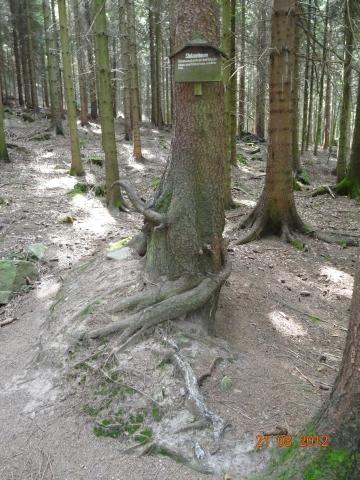 Wandertour von Zell-hinauf-zum-Brandenkopf