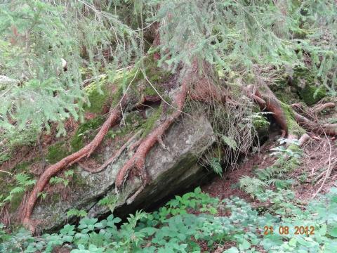 Wandertour von Zell-hinauf-zum-Brandenkopf