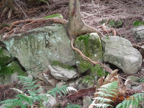 Wandertour von Zell-hinauf-zum-Brandenkopf