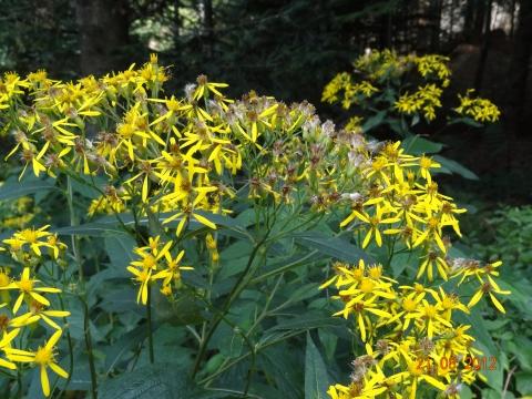 Wandertour von Zell-hinauf-zum-Brandenkopf