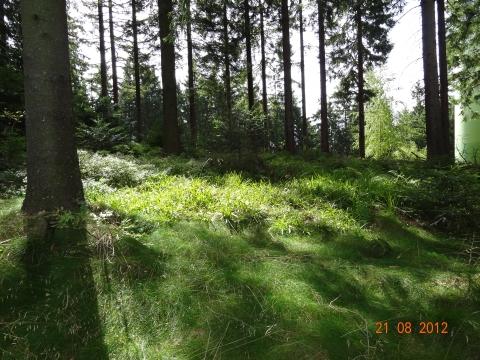 Wandertour von Zell-hinauf-zum-Brandenkopf