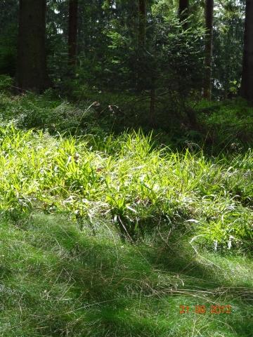 Wandertour von Zell-hinauf-zum-Brandenkopf