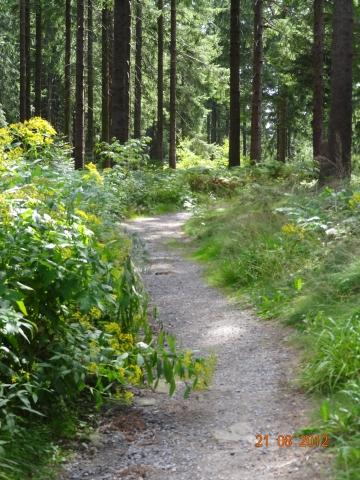 Wandertour von Zell-hinauf-zum-Brandenkopf
