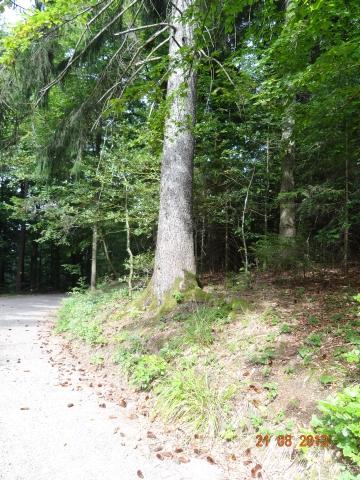 Wandertour von Zell-hinauf-zum-Brandenkopf