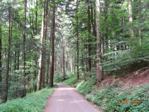 Wandertour von Zell-hinauf-zum-Brandenkopf