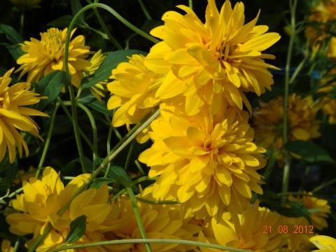 Wandertour von Zell-hinauf-zum-Brandenkopf