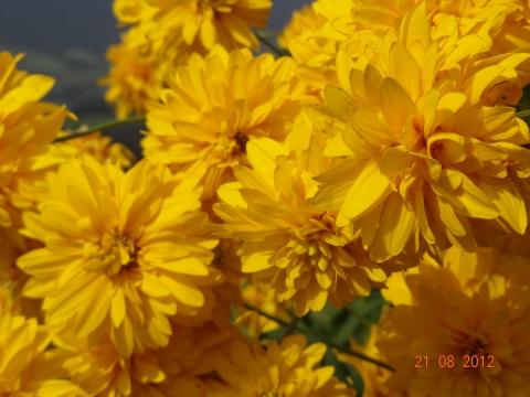 Wandertour von Zell-hinauf-zum-Brandenkopf