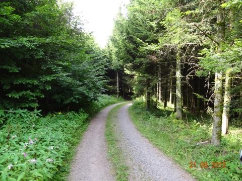 Wandertour von Zell-hinauf-zum-Brandenkopf