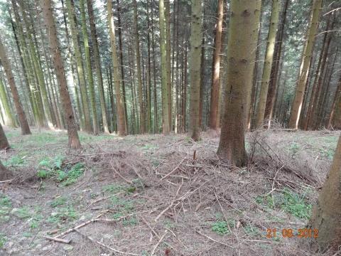Wandertour von Zell-hinauf-zum-Brandenkopf