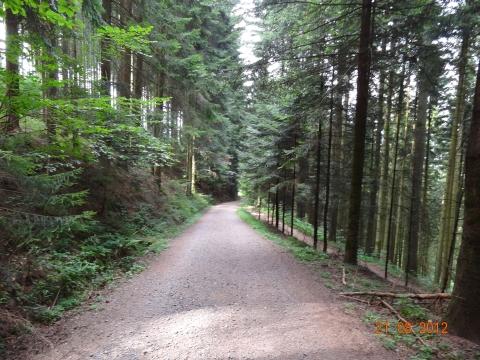 Wandertour von Zell-hinauf-zum-Brandenkopf