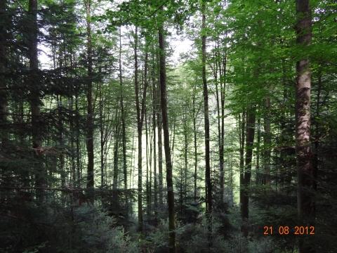 Wandertour von Zell-hinauf-zum-Brandenkopf