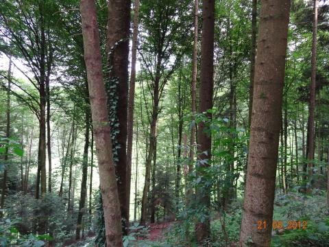 Wandertour von Zell-hinauf-zum-Brandenkopf