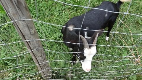 Wandertour von Zell-hinauf-zum-Brandenkopf