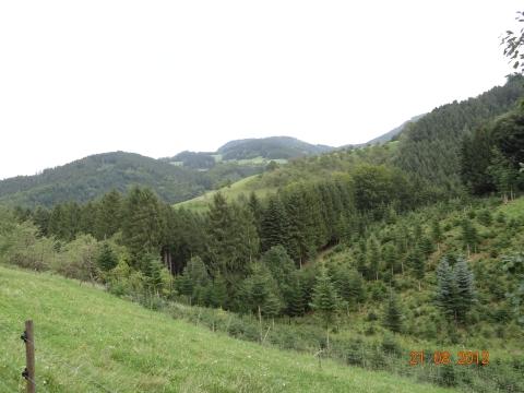 Wandertour von Zell-hinauf-zum-Brandenkopf
