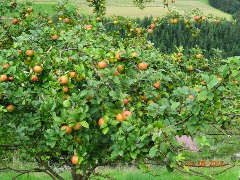 Wandertour von Zell-hinauf-zum-Brandenkopf