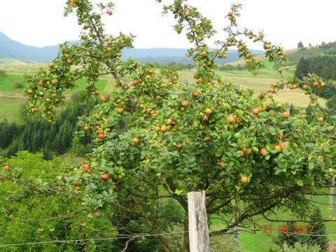 Wandertour von Zell-hinauf-zum-Brandenkopf