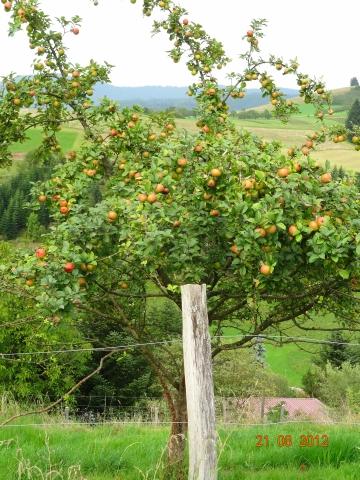 Wandertour von Zell-hinauf-zum-Brandenkopf