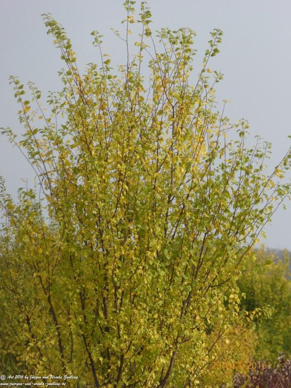 Felder von Mainz Finthen - Ober Olmer Wald in Herbstfarben - Rheinhessen