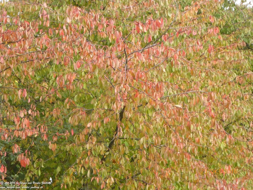  Felder von Mainz Finthen - Ober Olmer Wald in Herbstfarben - Rheinhessen